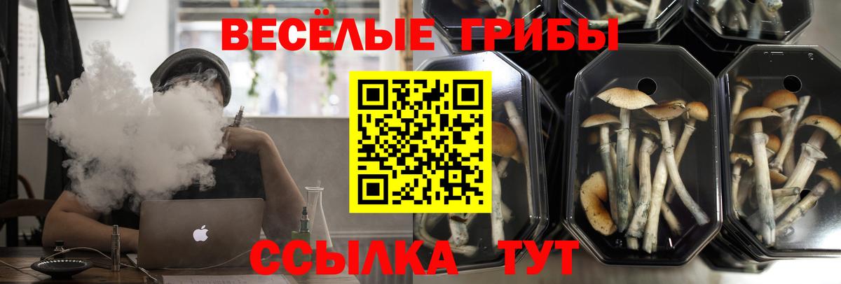 Псилоцибиновые грибы Cubensis Краснотурьинск